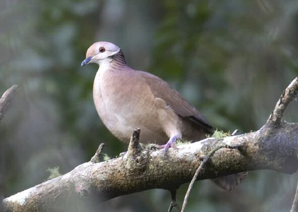 白臉鶉鳩 白臉鶉鳩
