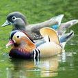 鴛鴦戲水(鳥禽) 鴛鴦戲水(鳥禽)