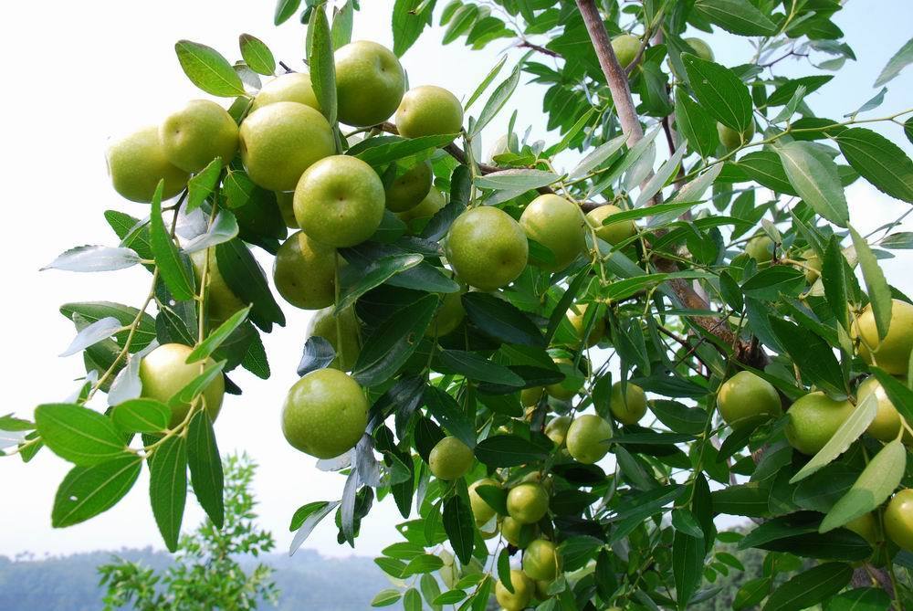 保油6號 保油6號