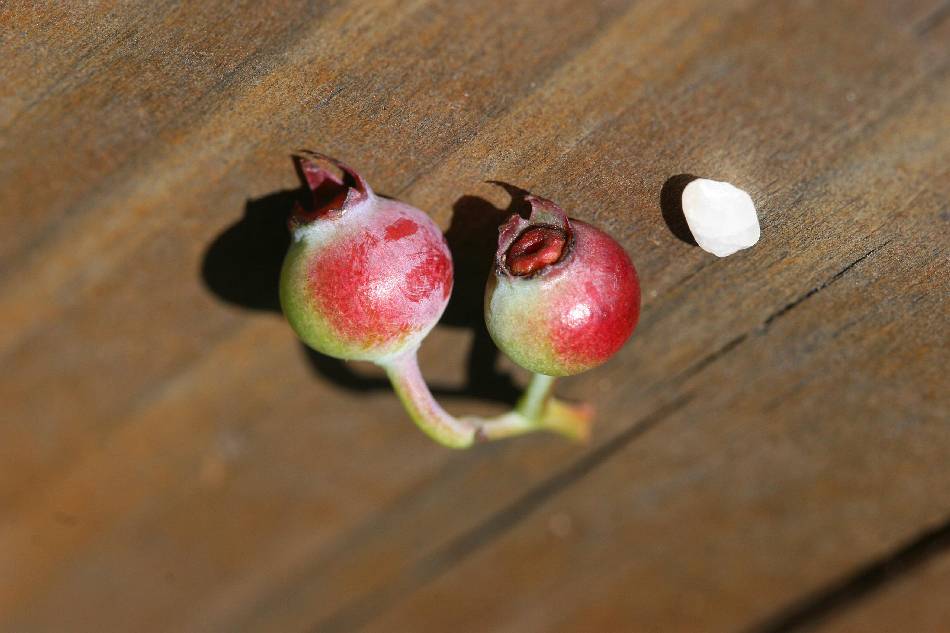 小果珍珠花未成熟果實