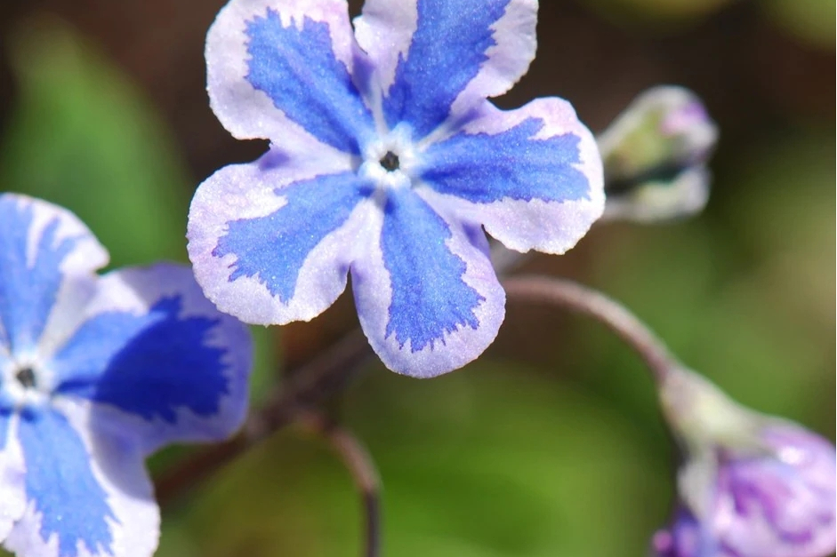 Omphalodes cappadocica \x27Starry Eyes\x27 Omphalodes cappadocica \x27Starry Eyes\x27