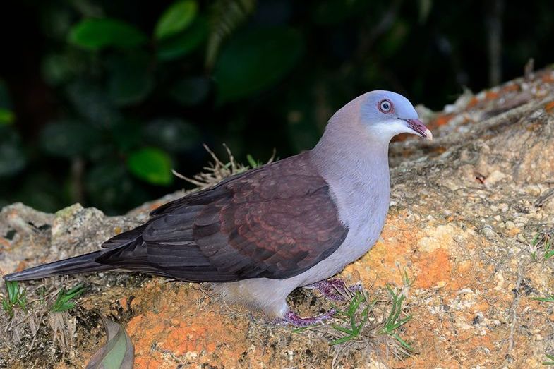 巨皇鳩 巨皇鳩