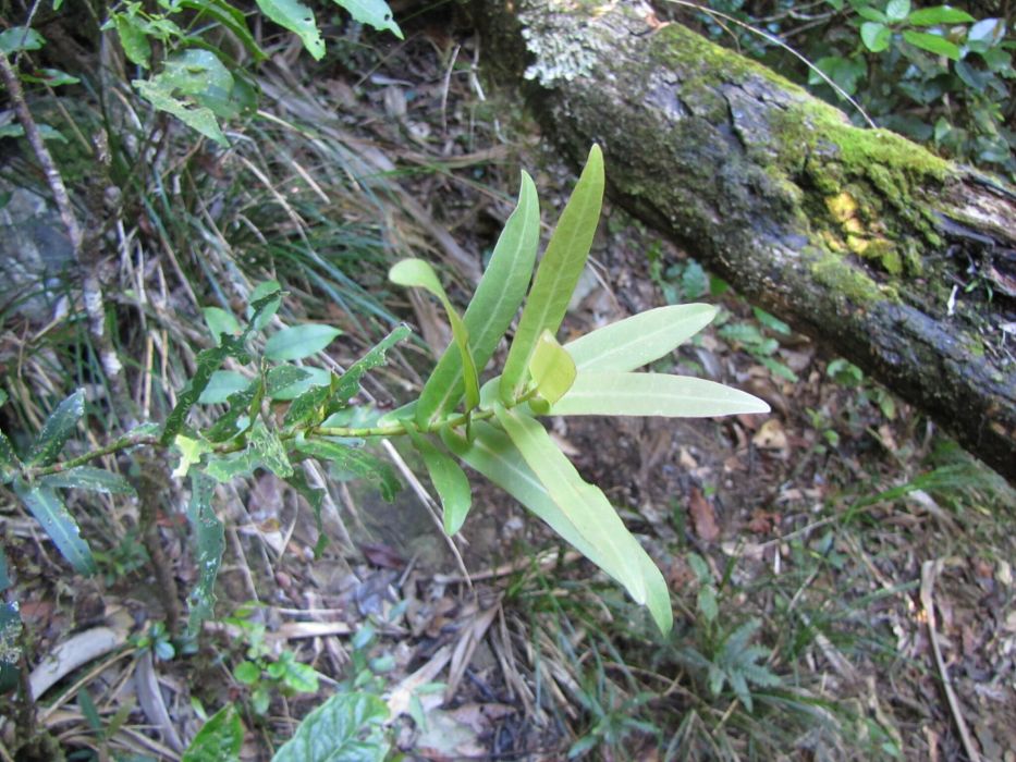 Tapeinosperma ateouense