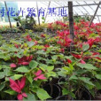 翟腰樓村 翟腰樓村