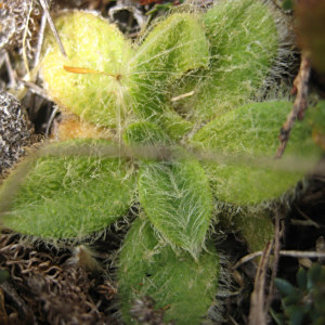 Plantago lanigera