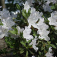 白花杜鵑 白花杜鵑