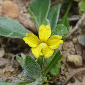 Goodenia blackiana