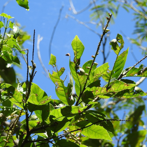 Coccoloba hondurensis