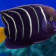 黃尾刺蓋魚 黃尾刺蓋魚