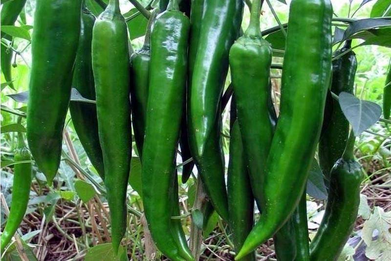 湘椒24號 湘椒24號