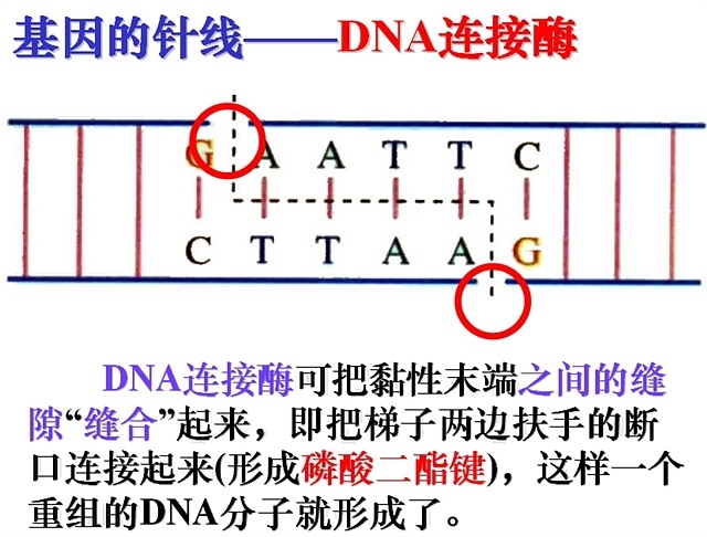 DNA連線酶