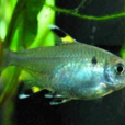 玻璃扯旗魚 玻璃扯旗魚