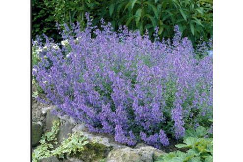 Nepeta × faassenii \x27Select Blue\x27 Nepeta × faassenii \x27Select Blue\x27