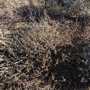 Tetragonia saligna