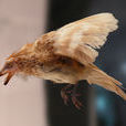 伊比利亞鳥 伊比利亞鳥