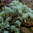 芙蓉菊根 芙蓉菊根