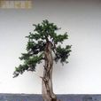 瓔珞柏 瓔珞柏