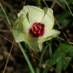 Cienfuegosia digitata