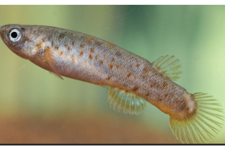 底隱魚 底隱魚