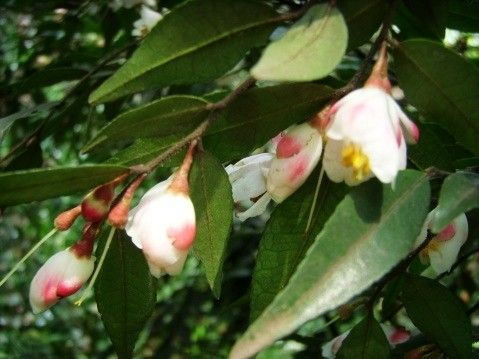 中越短蕊茶 中越短蕊茶
