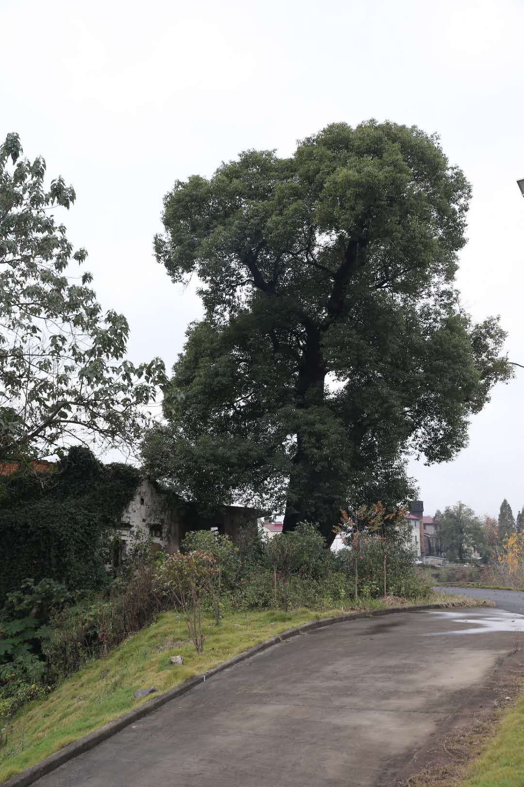 村口大樟樹