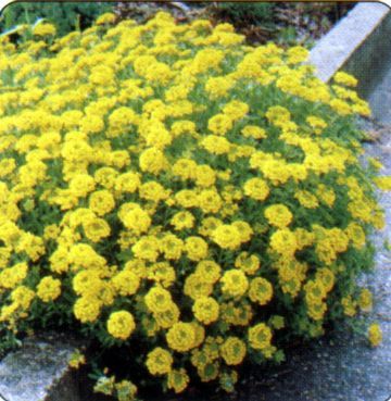 山庭薺 山庭薺