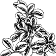 豆瓣綠屬 豆瓣綠屬