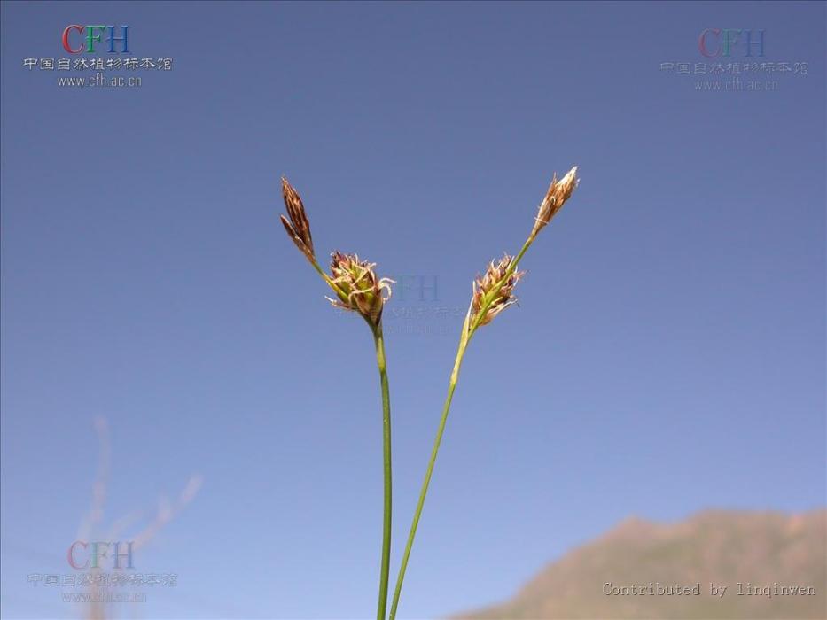 藏東薹草 藏東薹草