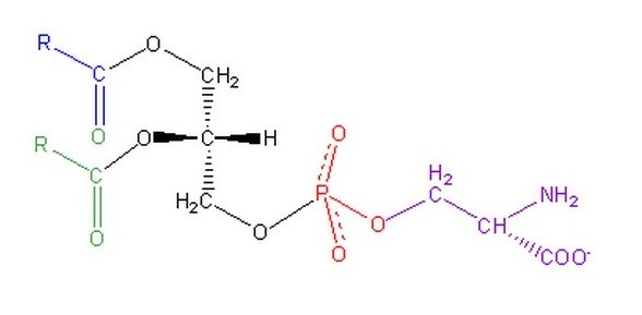 磷脂醯絲氨酸