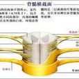 脊髓癱瘓 脊髓癱瘓