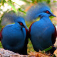 藍鳳冠鳩