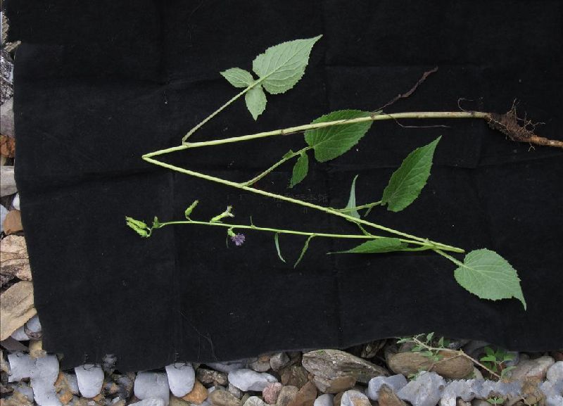 藍花毛鱗菊(藍岩參菊) 藍花毛鱗菊(藍岩參菊)