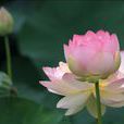 蓮花荷 蓮花荷