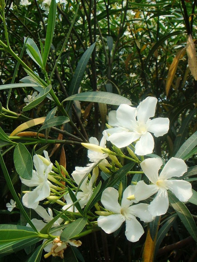 白花夾竹桃，攝於杭州西湖湖畔