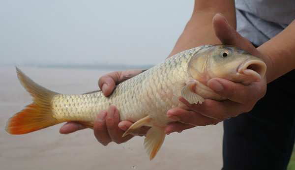 聖天湖鯰魚黃河鯉國家級水產種質資源保護區