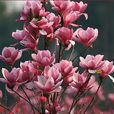 紅運玉蘭 紅運玉蘭