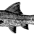 竹魚 竹魚