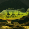 眼點麗魚(皇冠三間) 眼點麗魚(皇冠三間)