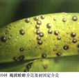 褐葉圓蚧 褐葉圓蚧