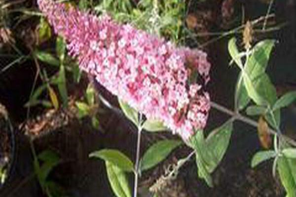 Buddleja davidii \x27Pink Delight\x27