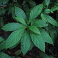三對節(植物) 三對節(植物)
