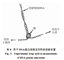 圖2 用於DNA-蛋白質相互作用的實驗裝置