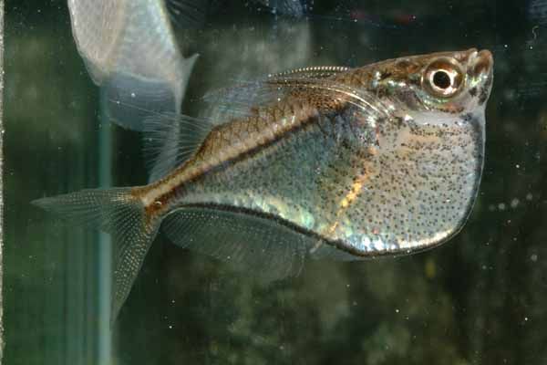 銀燕子燈魚 銀燕子燈魚