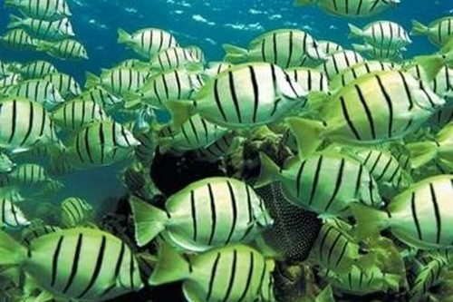 Fisheries Management and Conservation Fisheries Management and Conservation