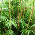 大薄竹 大薄竹