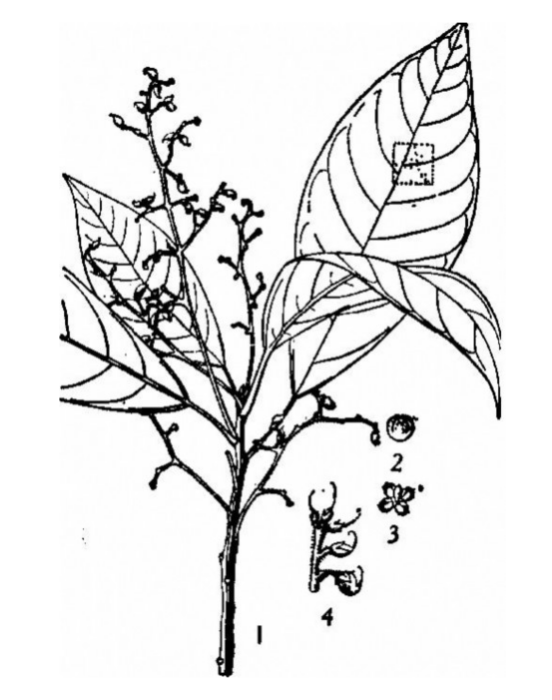 全緣火麻樹 全緣火麻樹