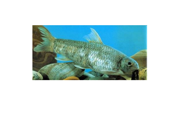 長須卷口魚 長須卷口魚