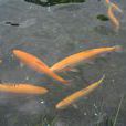 紅鱒魚