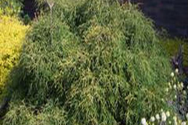 Chamaecyparis pisifera \x27Sungold\x27 Chamaecyparis pisifera \x27Sungold\x27