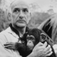 Quinto Macaco, O (1990) Quinto Macaco, O (1990)